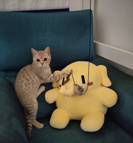 A picture of our little cat named “Lenin” (4 months old) cuddling / attacking the Mastodon plushie with a cat toy on top of it which it was hunting