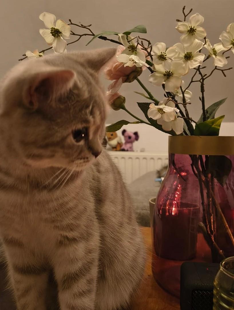 A picture of Erik Uden's cat Lenin looking at a lit candle. Her eyes light up like the sparkles of firework. Behind her is a vase with white flowers and in the background are plushies.