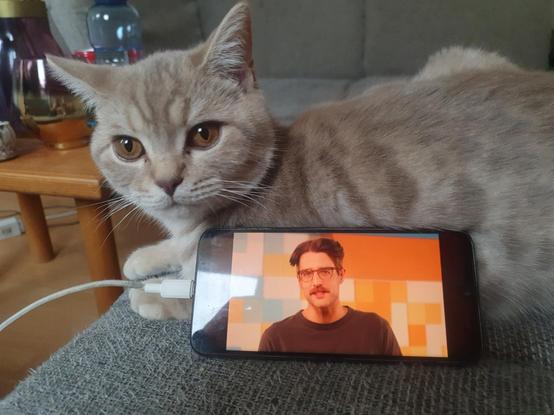 A picture of a phone being laid against Erik Uden's cat. The phone is displaying a video by TechLinked with Riley.