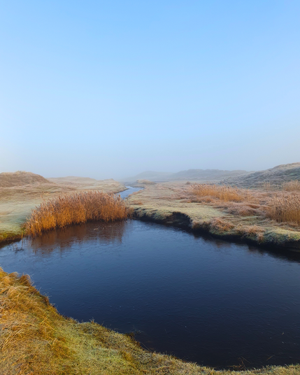 A beautiful landscape of Norderney showing a lake with dark water, a whitish green grass, heavy fog, and almost red plants emerging out of the lake.
