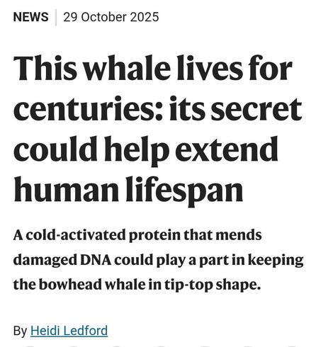 A screenshot of a nature article reading “This whale lives for centuries: its secret could help s tend human lifespan. A cold-activated protein that ends damaged DNA could play a part in keeping the bow head whale in tip-top shape. By Heidi Ledford.