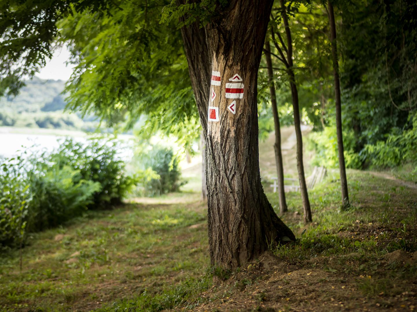 Landschaft mit See links und Bewuchs rechts. Etwas außer mittig ein alter Baum mit Wanderwegzeugs bemalt: etliche rot-weiß Symbolik.