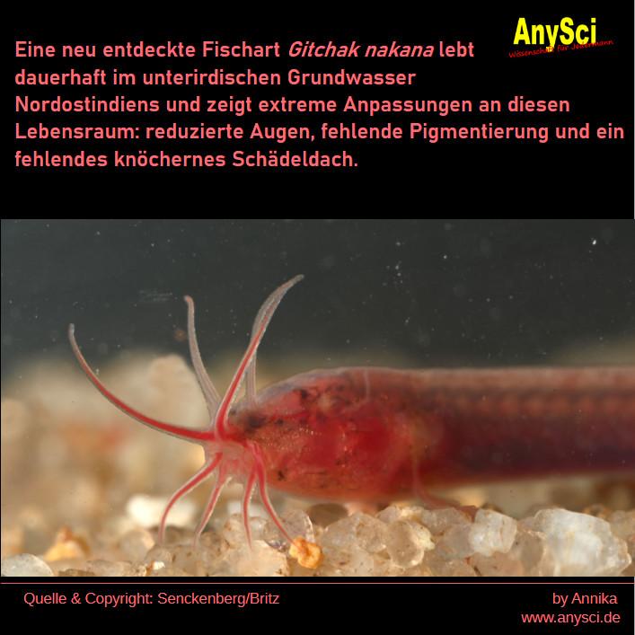 Das Bild zeigt eine Nahaufnahme der neuendeckten Schmerlenart Gitchak nakana, die im Grundwasser von Nordostindien in völliger Dunkelheit lebt. Das rote schlanke Tier hat lange Barteln, mit denen es den Grund abtasten kann. Als Anpassung an den dunklen Lebensraum haben sich die Auge volständig zurück entwickelt. Die Aufnahme wurde von Ralf Britz vom Senckenberg Naturhistorische Sammlungen Dresden gemacht. Er ist Erstautor der Publikation im Fachjournal Scientific Reports, die diese Art im Februar 2026 vorstellte.