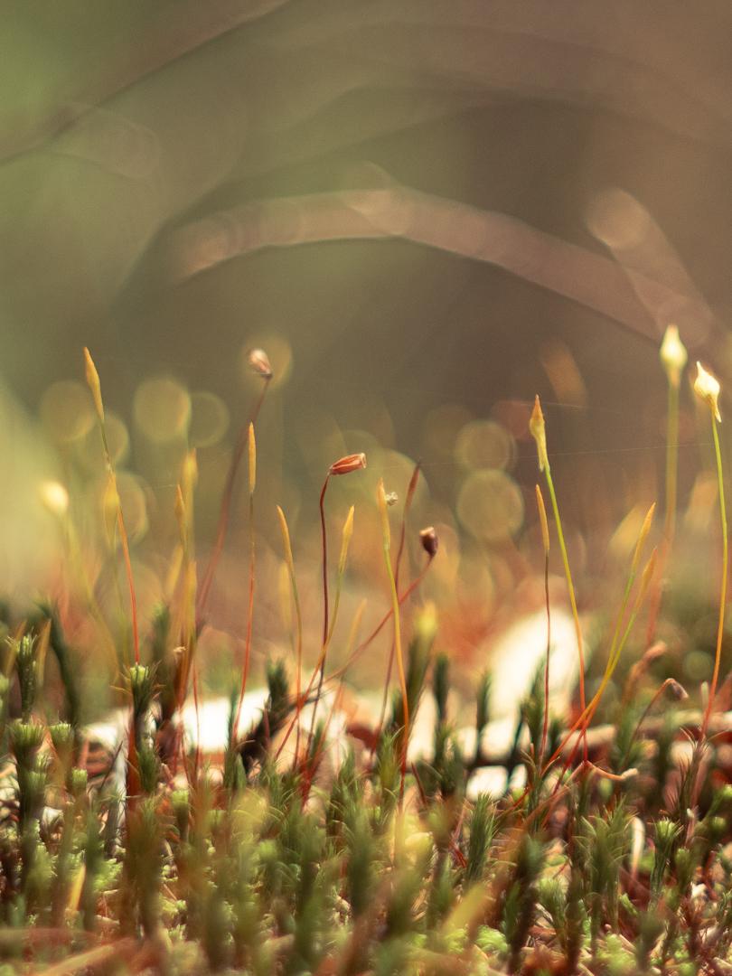 Nah und Augenhöhe am Moos. Moosstängel im Gegenlicht, Altglasfarben. Bokeh.
