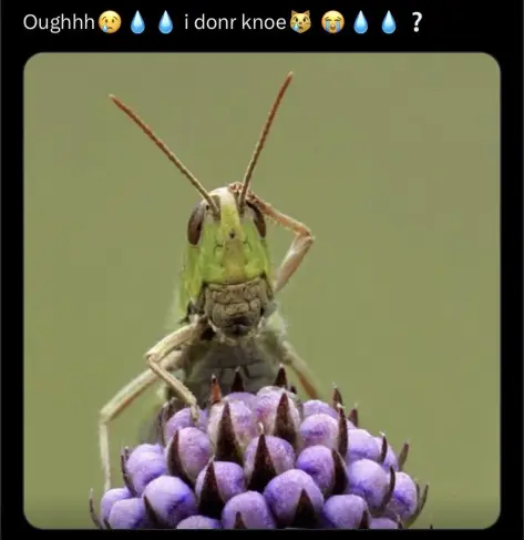 A little grasshopper on a flower grabbing its head like it forgot something saying “oughhh, i don't knoe”