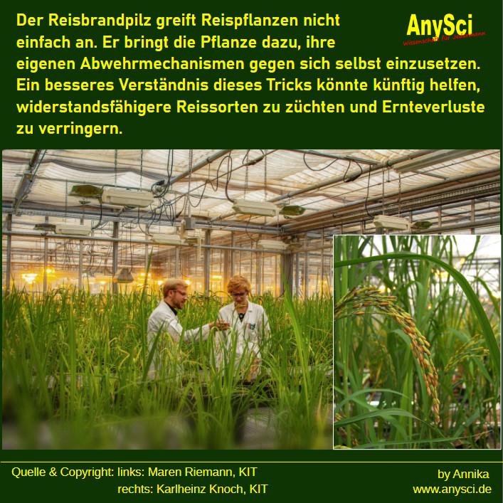 Zu sehen ist ein Foto, das in einem Gewächshaus des Karlsruher Instituts für Technologie (KIT) von Maren Riemann aufgenommen wurde. Es zeigt zwei Wissenschaftler der Forschungsgruppe inmitten von jungen Reispflanzen, die auf zahlreichen Pflanztischen wachsen. An der Decke ist die Beregnungsanlage zu sehen. Die Forschungsgruppe untersucht den Reisbrandpilz, der  weltweit in mehr als 85 Ländern vorkommt und vor allen Dingen in Asien und Südamerika zu teils massiven Ernteausfällen führen kann. Rechts im Bild ist eine Nahaufnahme einer infizierten Reispflanze. Erkennbar sind große abgestorbene Blattflächen und nur noch wenige Körner. Das Team konnnte zeigen, dass der Pilz einen natürlichen Abwehrmechanismus der Reispflanze nutzt, den sie dann aber gegen sich selbst richtet. Je besser dieser Mechanismus verstanden wird, desto gezielter kann gegen Infektionen und Ernteausfällle durch den Reisbrandpilz vorgegangen werden.