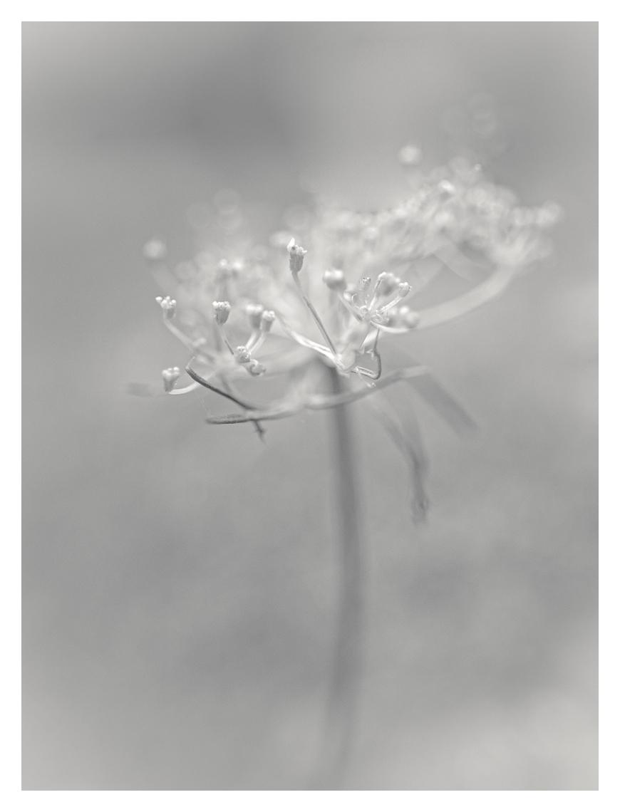 Nahaufnahme einer abgeblühten Dolde. Winzige Fokusebene, der Rest verläuft in weicher Unschärfe. High Key. Monochrom. Hochformat.