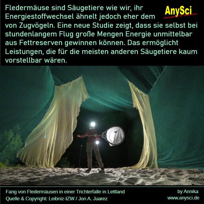 Das Bild zeigt eine Wissenschaftlerin beim Einfangen einer Fledermaus. Es wurde von Jon A. Juarez in der Nähe einer Forschungsstation in Lettland aufgenommen. Sort wurden sogenannte Trichterfallen aufgebaut. Dabei handelt es sich um große Konstruktionen aus dünnem Tuch, in die Fledermäuse in der Nacht hineinfliegen und dort dann mit einem großen Kescher vorsichtig eingefangen werden können. Die Forschenden von Leibniz-IZW und Helmholtz München untersuchten das Blut von Rauhautfledermäusen und schauten sich insbesondere die Stoffwechsel-Abbauprodukten genau an. Diese Tiere legen große Wanderstrecken zurück und wurden sowohl während der Wanderungszeit als auch außerhalb der Wandersaison untersucht. Auf diese Weise konnten die Forschenden nachweisen, dass die Fettsäureverbrennung ein wichtiger Energielieferant für den Stoffwechsel der Fledermäuse ist. Dieser Prozess ist für Säugetiere eher untypisch und ähnelt eher dem Stoffwechsel von Zugvögeln. Auf diese Weise können Fledermäuse Ausdauerleistungen erbringen, die für andere Säugetiere kaum vorstellbar wären.