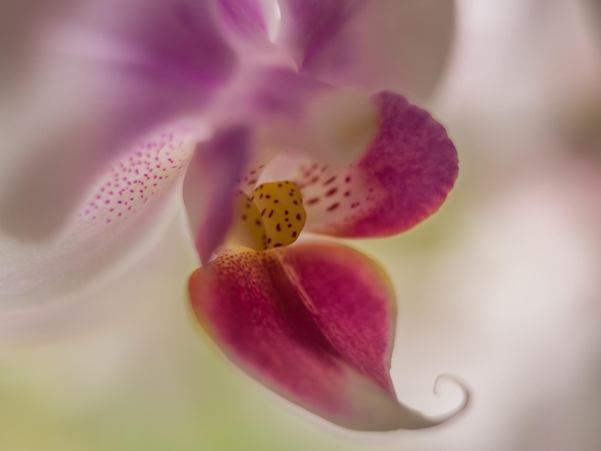 Makroaufnahme einer Orchideenblüte in milchigem Weiß, zartem Rosa und kräftigem Magenta. Die weiche Schärfe lässt Blütenblätter und Hintergrund ineinanderfließen; nur das gelb gesprenkelte Zentrum und die eingerollte Spitze treten deutlicher hervor. Pastell – aber mit Widerhaken.