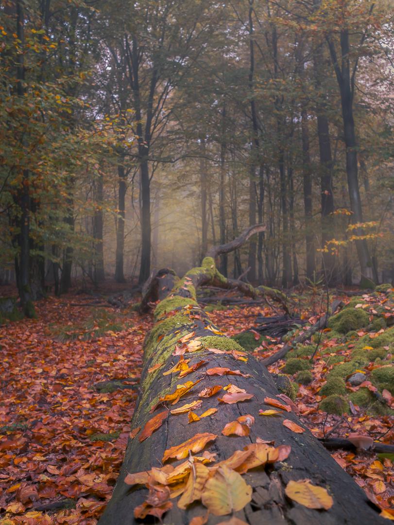 Weitwinkelaufnahme eines herbstlichen Waldes im Nebel. Ein umgestürzter, moosbewachsener Baumstamm zieht sich vom Vordergrund tief ins Bild und lenkt den Blick zwischen hohe Bäume, buntes Laub und sanft einfallendes Licht.