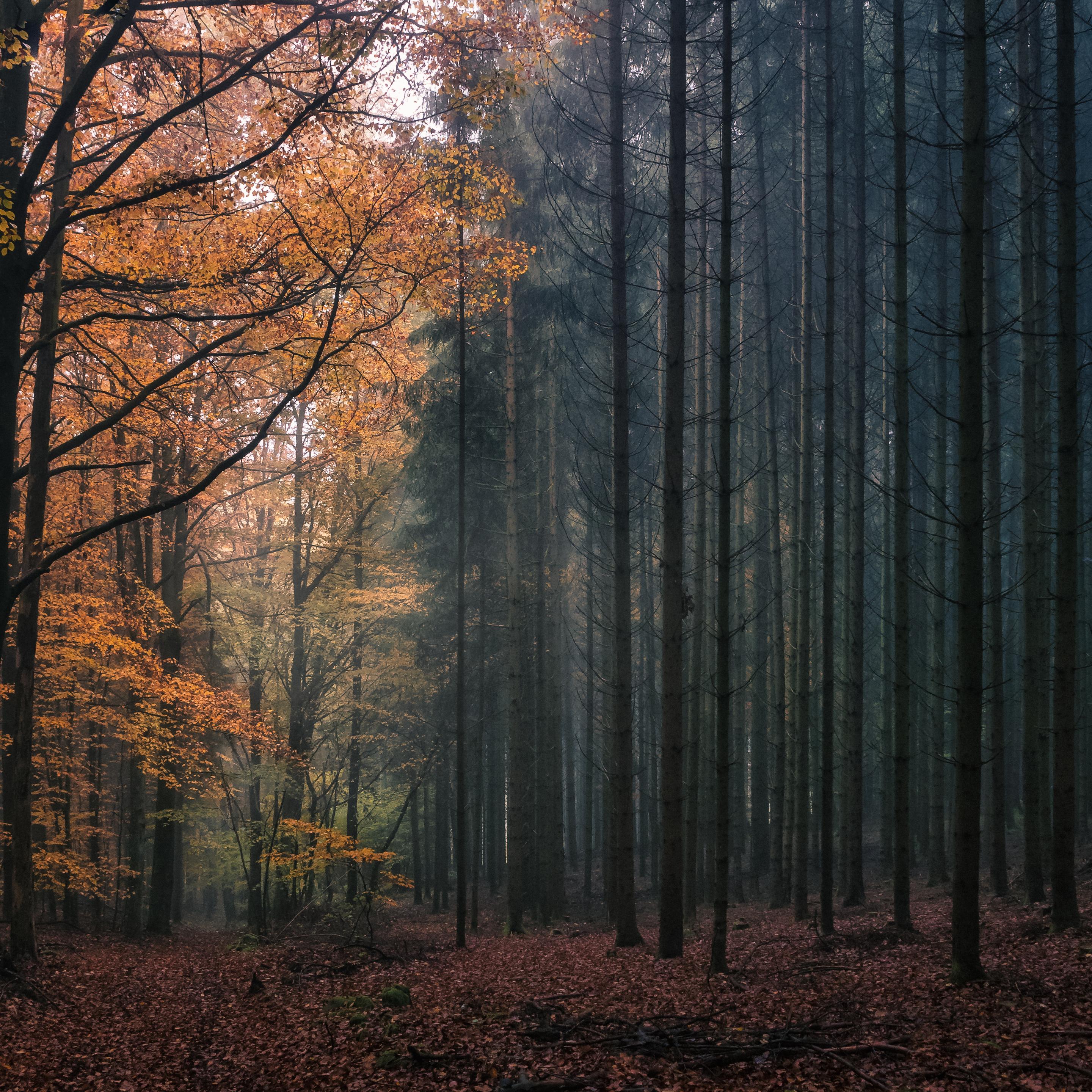 Herbstlicher Wald mit starkem Hell-Dunkel-Kontrast: Links leuchten orangefarbene Laubbäume, deren Äste weit ins Bild reichen. Rechts steht ein dichter, dunkler Nadelwald aus hohen, geraden Stämmen. Feiner Nebel liegt zwischen den Bäumen, der Boden ist mit braunem Laub bedeckt.
