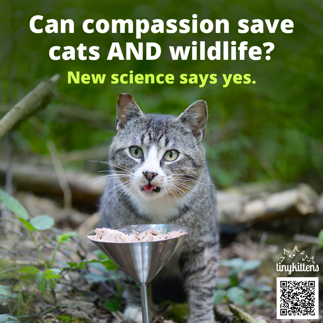 A poster showing a tabby cat in the forest (real photo taken by Tinykittens in one of their forest cat colonies). The cat is eating shredded meat from a metal dish. The caption of the poster says: Can compassion save cats AND wildlife? New science says yes. There is a QR code in the bottom right corner that leads to the study from 2025 from the Simon Fraser University on "Evaluating the Effects of Managed Free-Roaming Cat Populations on Prey Through Stable Isotope Analysis: A Pilot Study from British Columbia, Canada"